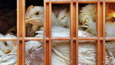 Chickens that fell off truck saved from slaughterhouse 