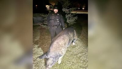 Footloose and fancy free: 450-pound pig named Kevin Bacon gets loose, pays visit to neighbors