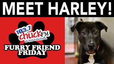 Furry Friend Friday: Harley