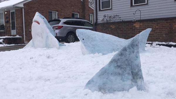 She’s going to need a bigger lawn: Art teacher creates sharks out of snow