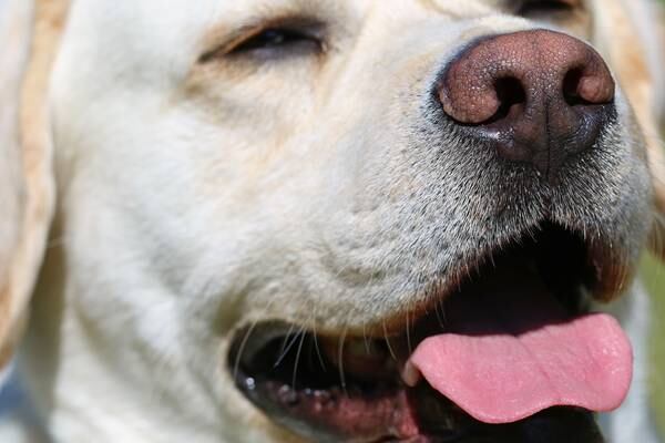 Hot dog: 5 ways to keep pets safe in hot weather; what to do during heatstroke
