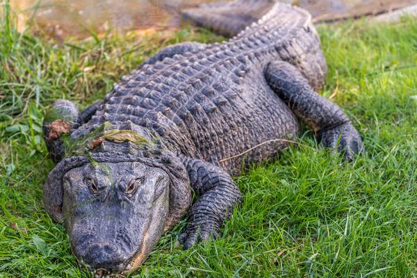 Alligator seen with person in mouth; woman’s remains identified