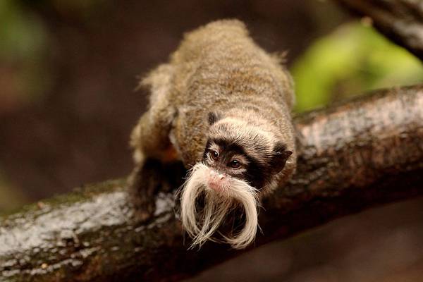 2 emperor tamarin monkeys reported missing from Dallas Zoo