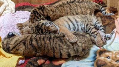 Oh, baby! Indianapolis Zoo welcomes tiger triplets