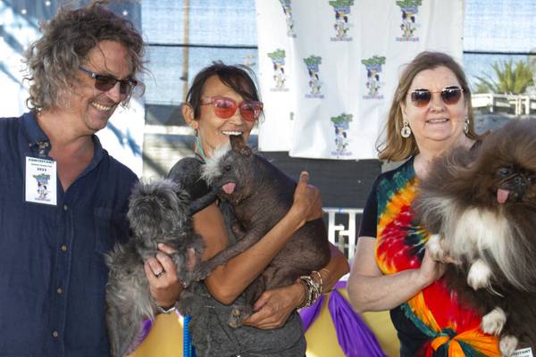 One happy face: Chihuahua mix with mohawk named world’s ugliest dog