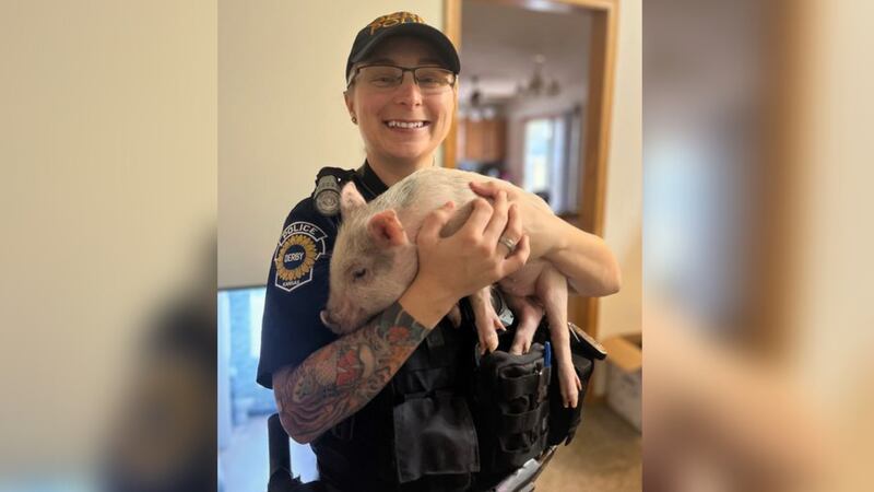 At the end of January, a family reported to police that their pet pig was attacked by another animal.