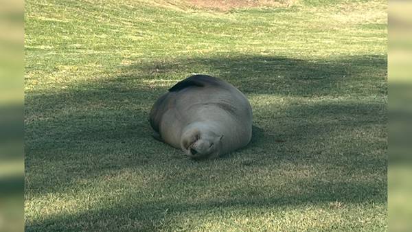 Pregnant sea lion found wandering California golf course