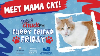 Furry Friend Friday: Mama Cat